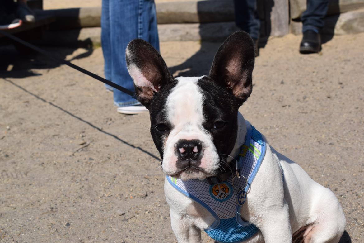 Fransk bulldog Torro - Så er vi kommet til byen - Danmark '17 billede 23