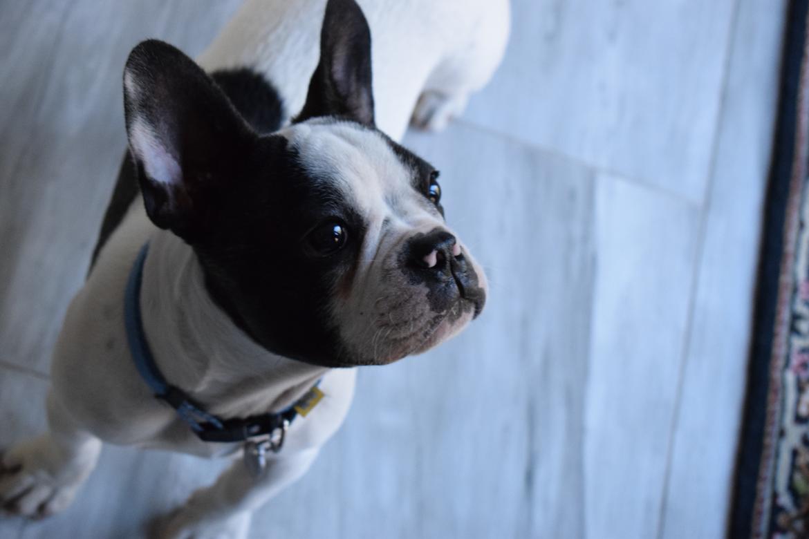 Fransk bulldog Torro - Er du sikker på, at jeg ikke skal smage? - Danmark '17 billede 24