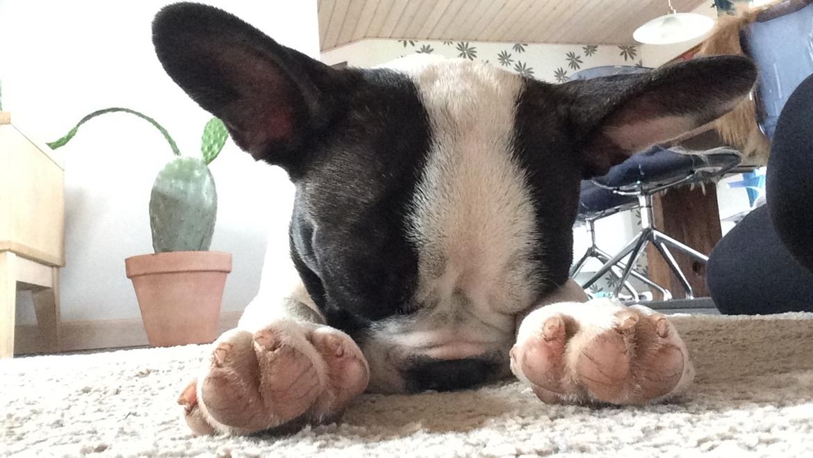 Fransk bulldog Torro - Man sover bare bedst med snuden i jorden - Porugal '17 billede 17