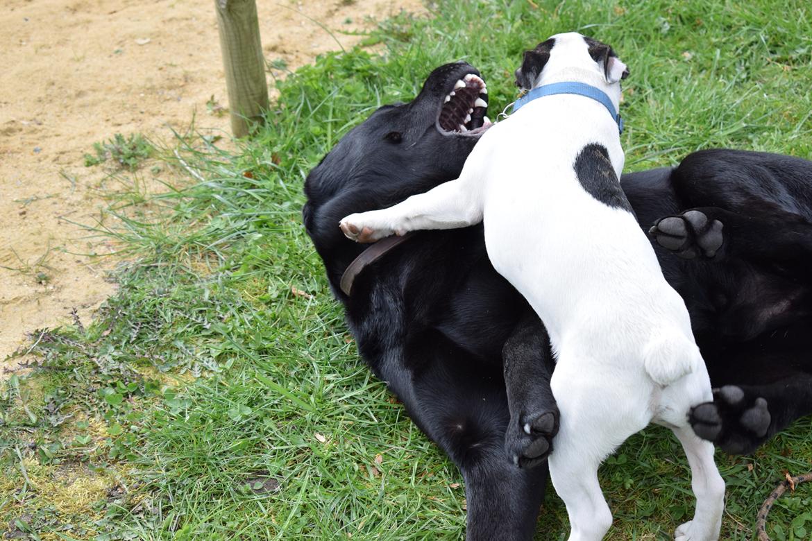 Fransk bulldog Torro - Leger lige med Holger, min bedste ven i Danmark  billede 25
