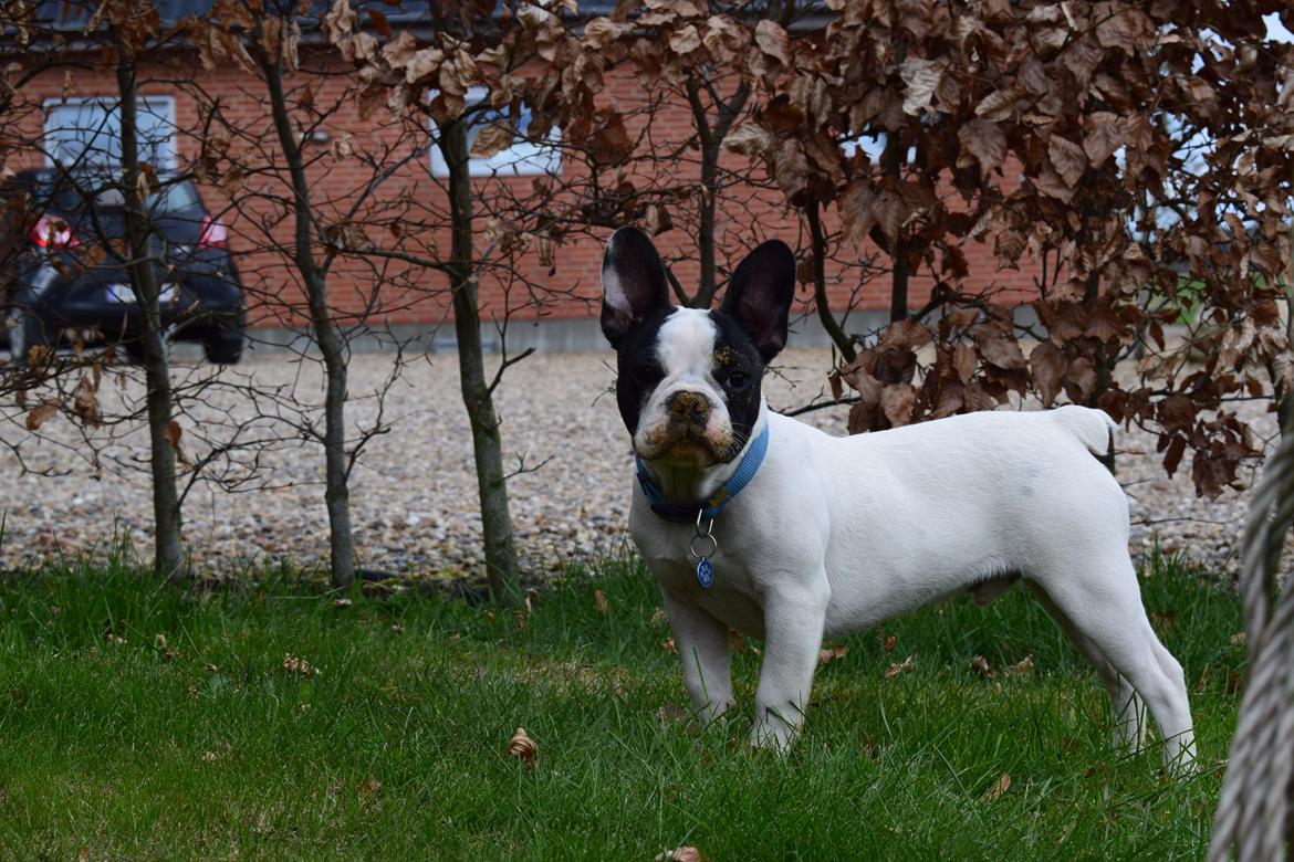 Fransk bulldog Torro - Jamen mor, jeg graver aldrig i ridebanen - Danmark '17 billede 26