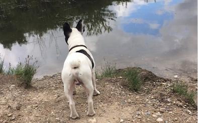 Fransk bulldog Torro - Ude at opleve Danmark - sommeren '17 billede 29