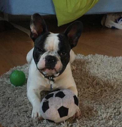 Fransk bulldog Torro - Jeg elsker bare min bold -Danmark '17 billede 27