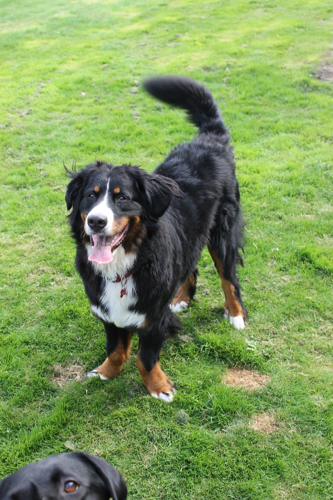 Berner sennenhund lillefix billede 6