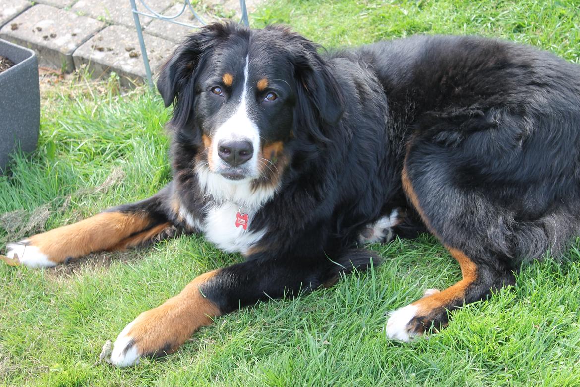Berner sennenhund lillefix billede 7