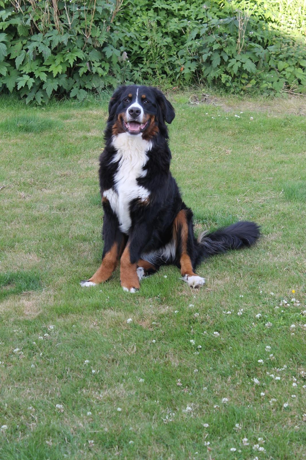 Berner sennenhund lillefix billede 5