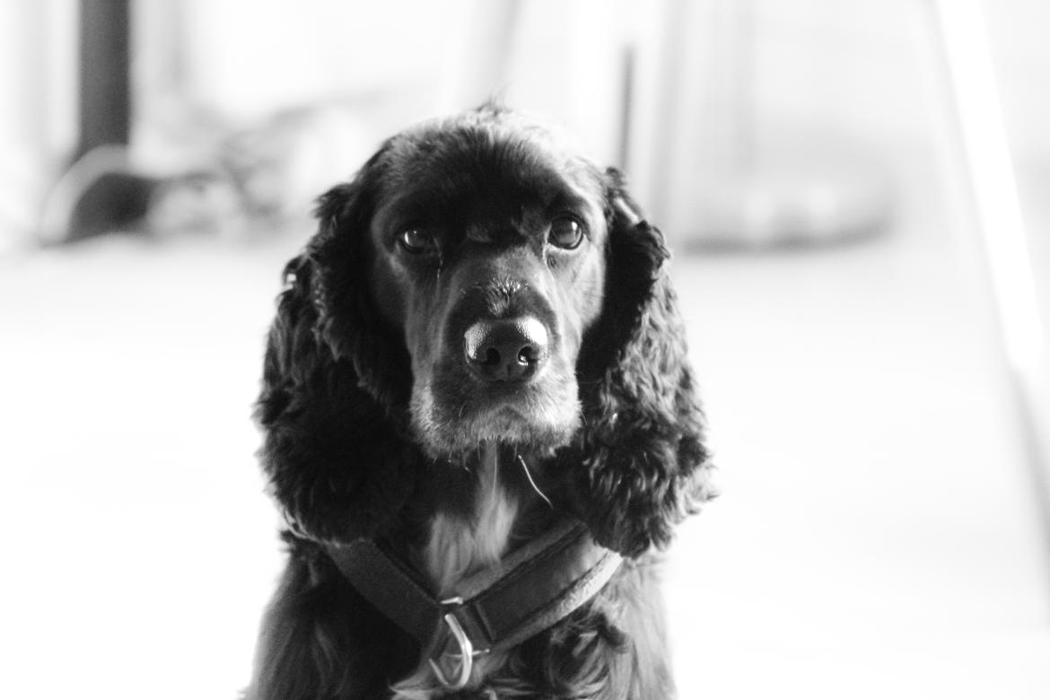 Cocker spaniel Koma billede 7