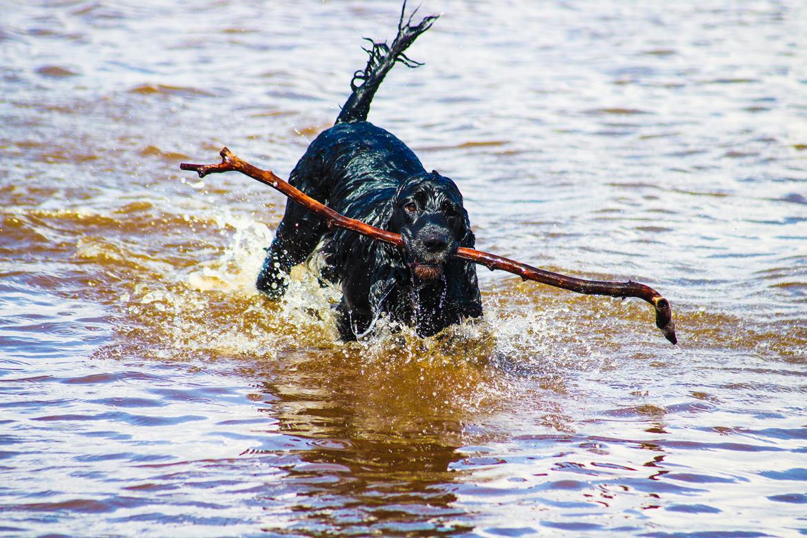 Cocker spaniel Koma billede 4