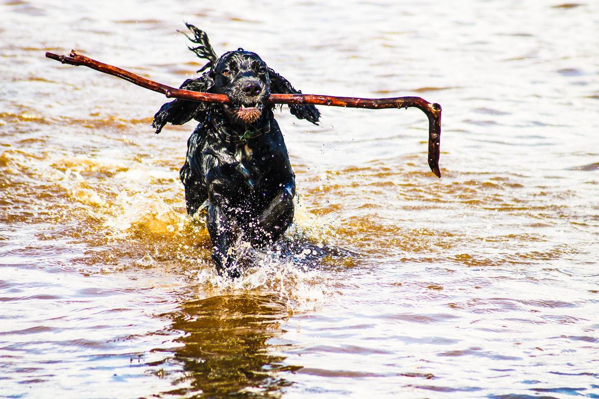 Cocker spaniel Koma billede 6