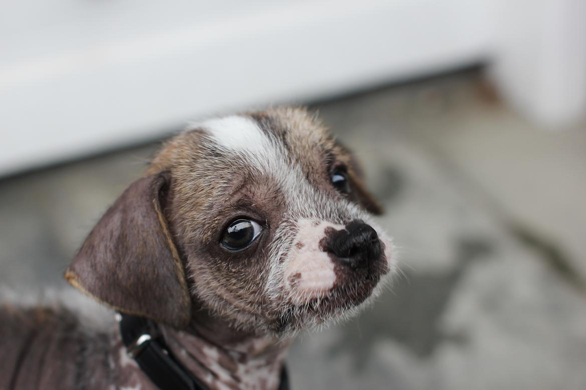 Blanding af racer Luna My billede 3