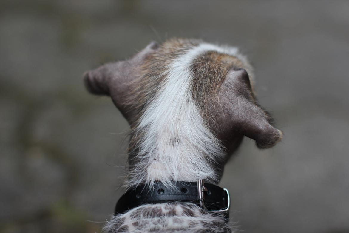 Blanding af racer Luna My billede 4