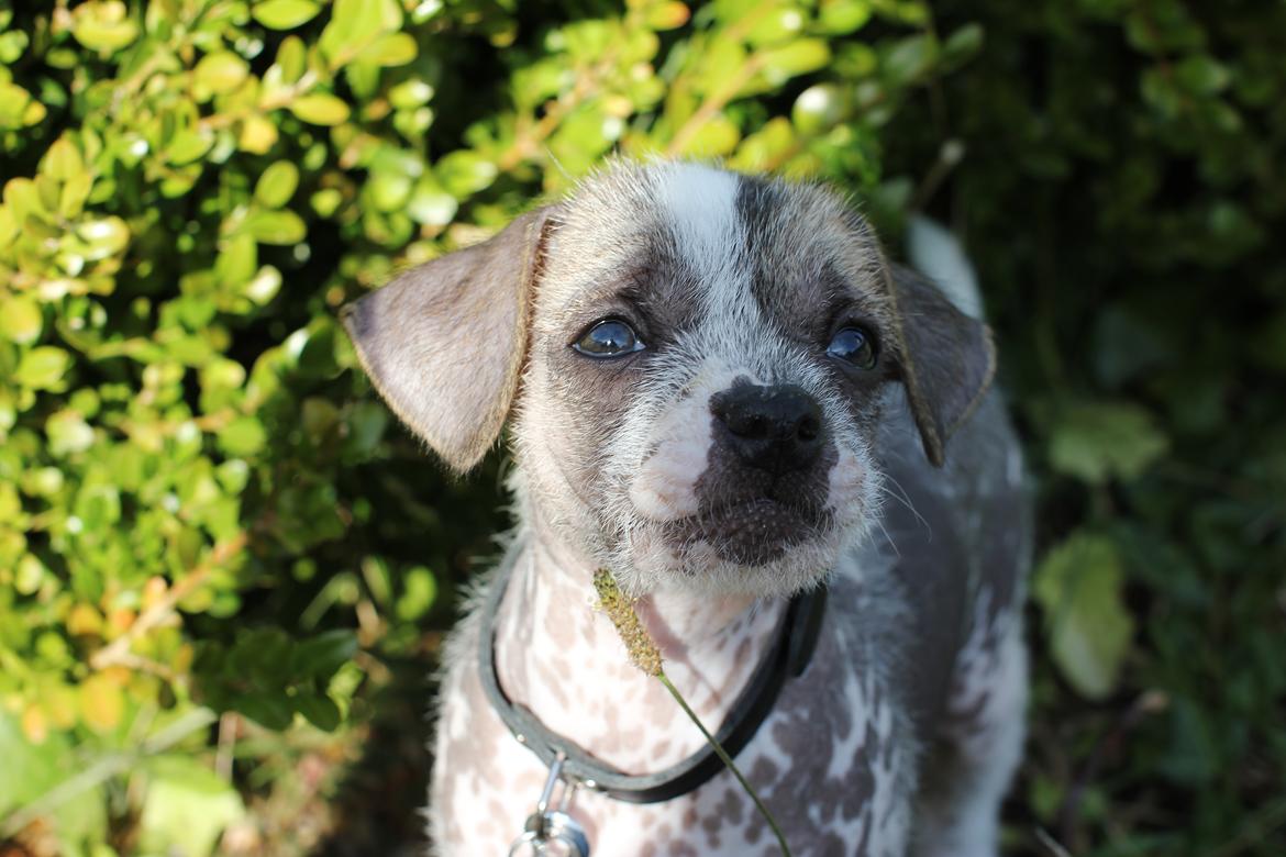 Blanding af racer Luna My billede 8