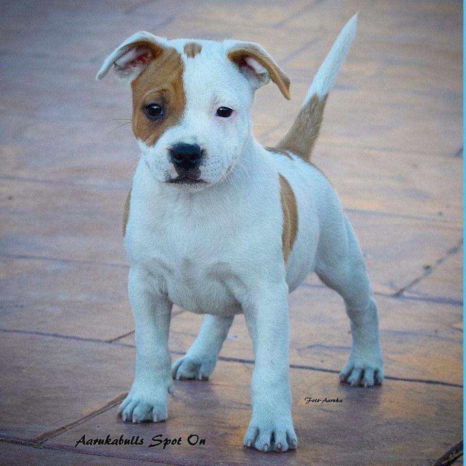 Staffordshire bull terrier Amigo billede 16