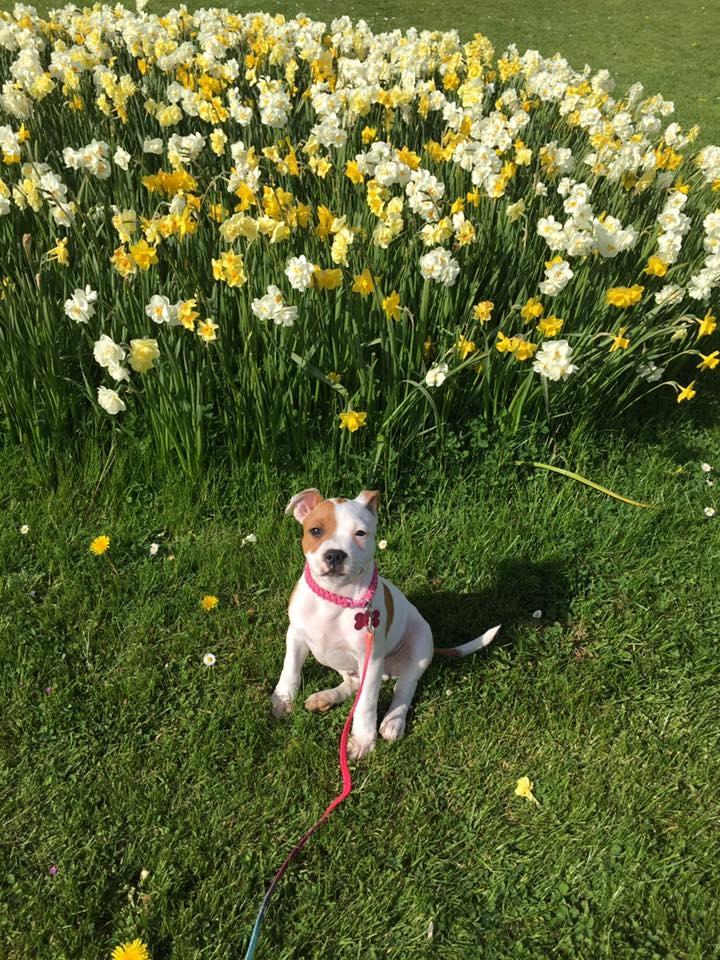 Staffordshire bull terrier Amigo billede 15