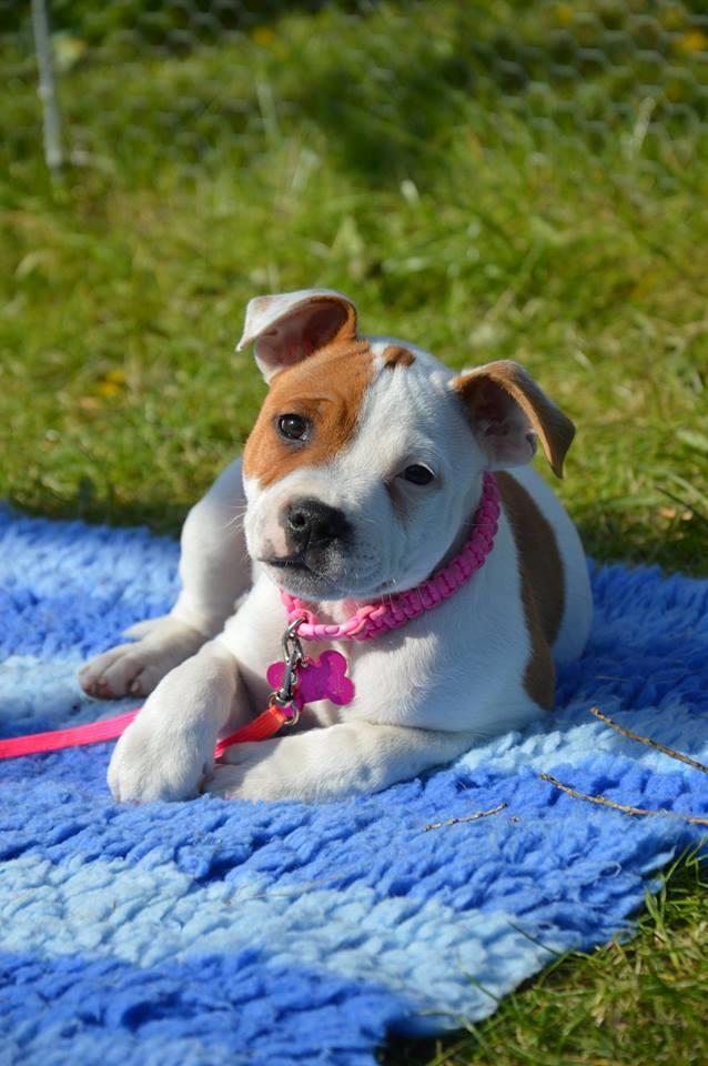 Staffordshire bull terrier Amigo billede 18