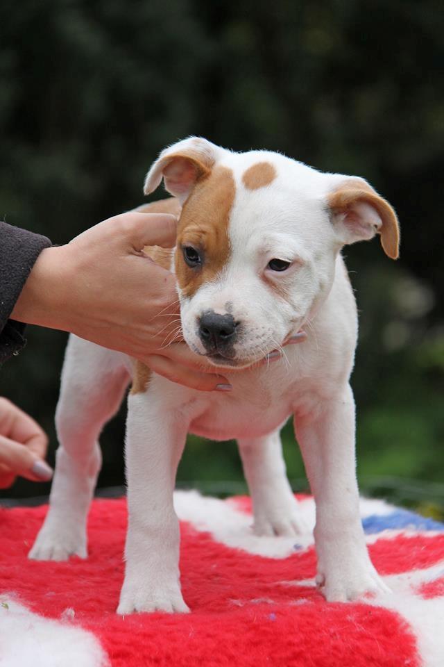 Staffordshire bull terrier Amigo billede 17