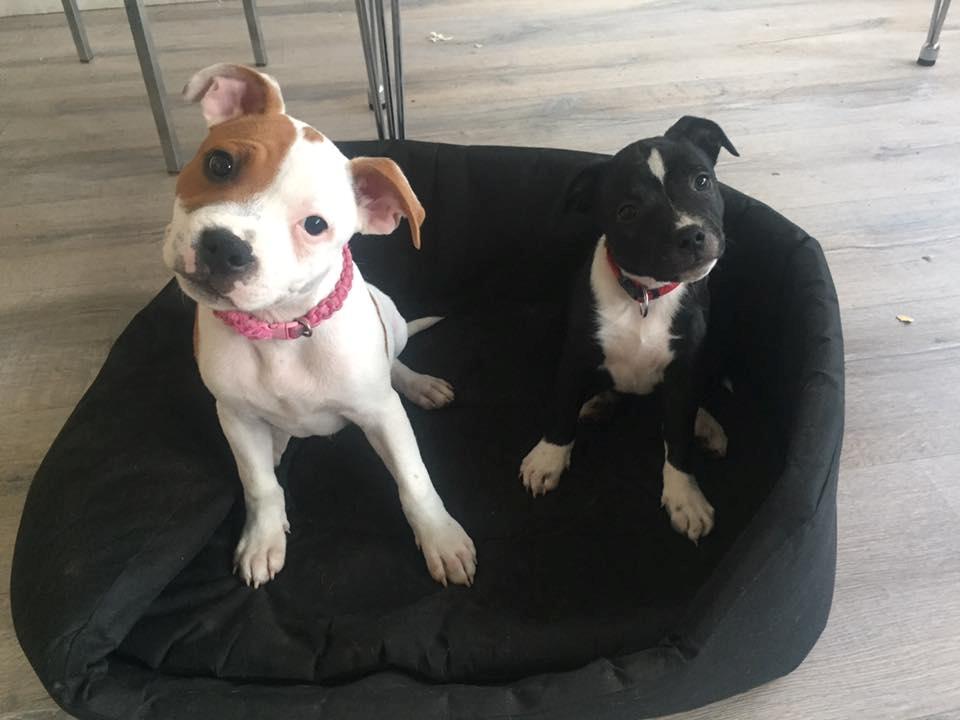 Staffordshire bull terrier Amigo billede 14