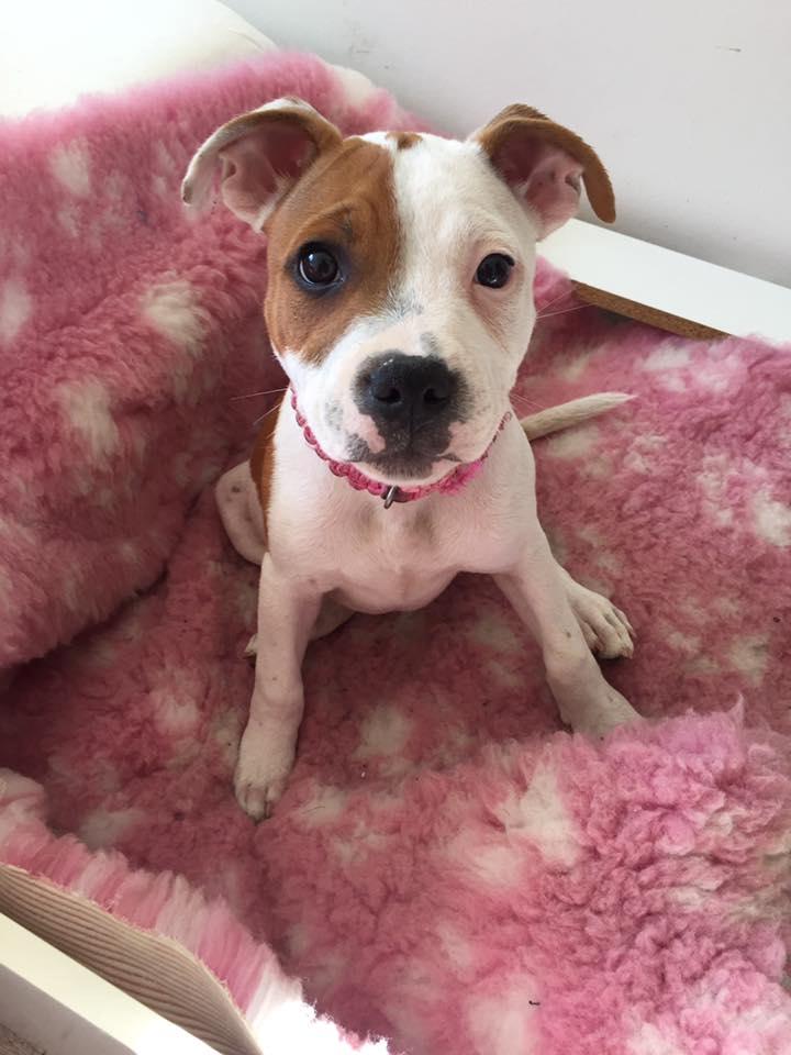 Staffordshire bull terrier Amigo billede 19