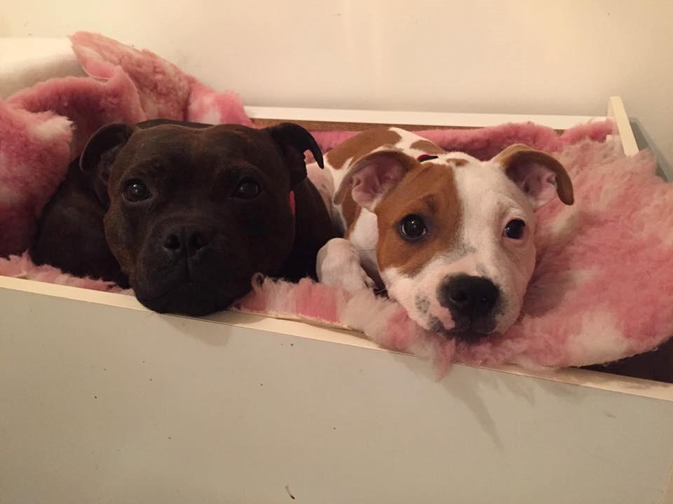 Staffordshire bull terrier Amigo billede 21