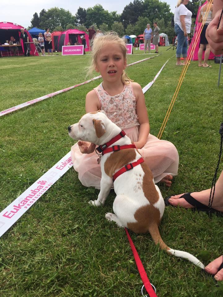 Staffordshire bull terrier Amigo billede 23