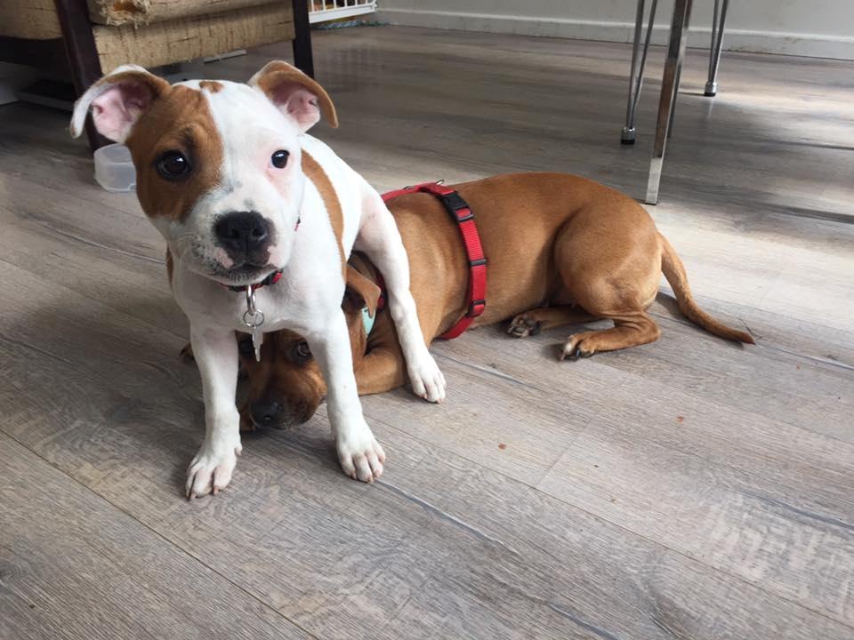 Staffordshire bull terrier Amigo billede 24