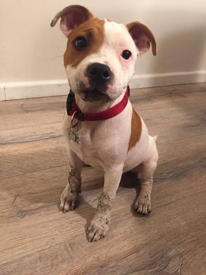 Staffordshire bull terrier Amigo billede 25