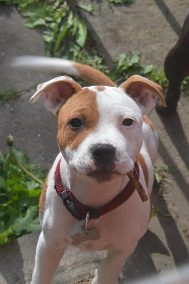 Staffordshire bull terrier Amigo billede 26