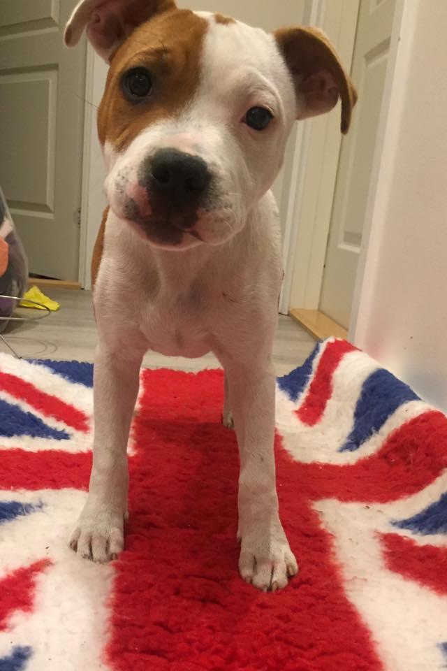 Staffordshire bull terrier Amigo - Lillemanden <3 billede 8