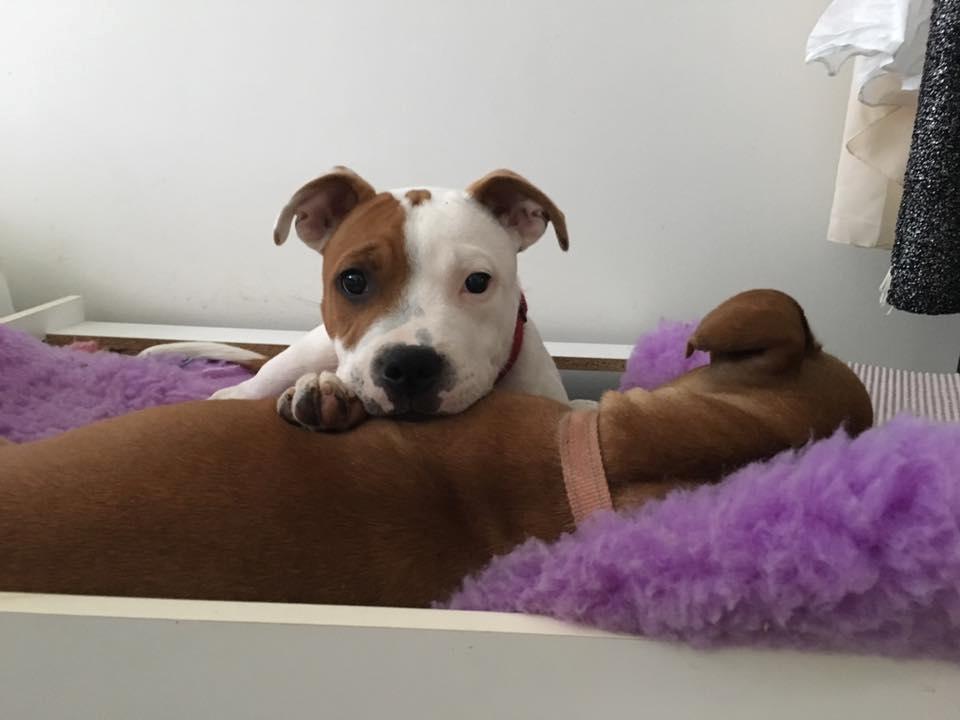 Staffordshire bull terrier Amigo billede 27