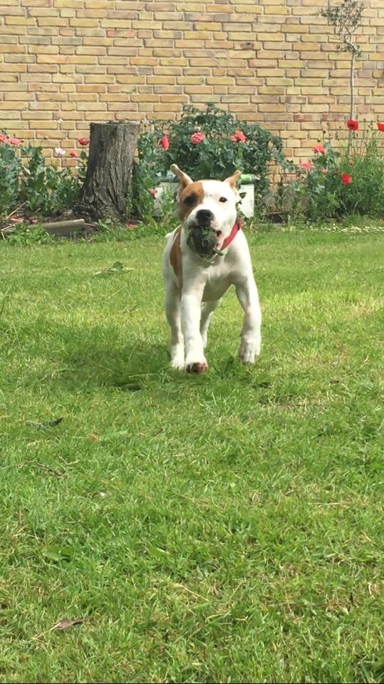 Staffordshire bull terrier Amigo billede 28