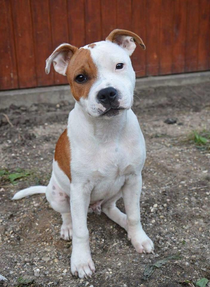 Staffordshire bull terrier Amigo billede 1