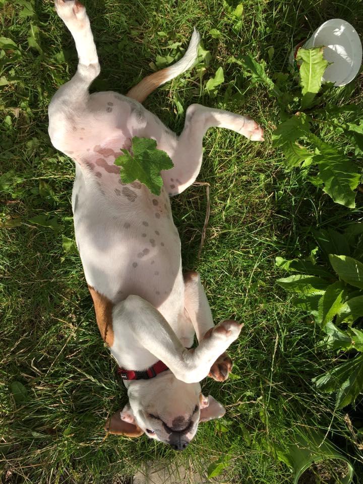 Staffordshire bull terrier Amigo billede 22