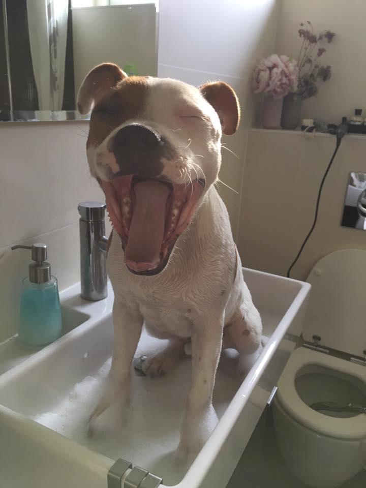 Staffordshire bull terrier Amigo - Så er det badedag billede 11