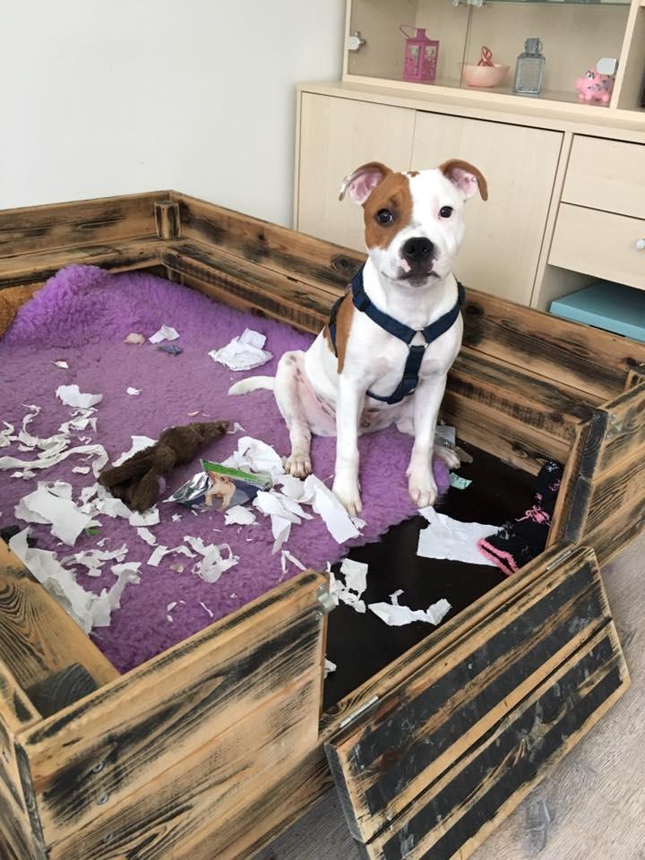 Staffordshire bull terrier Amigo - Næh Amigo har bygget en rede :) billede 13