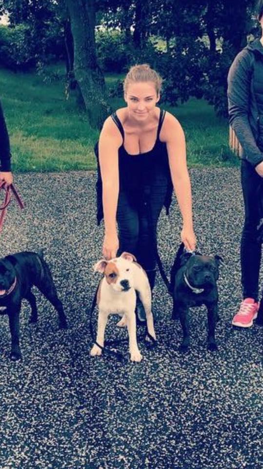 Staffordshire bull terrier Amigo - På staffetur :) billede 7