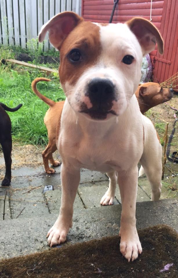 Staffordshire bull terrier Amigo billede 5