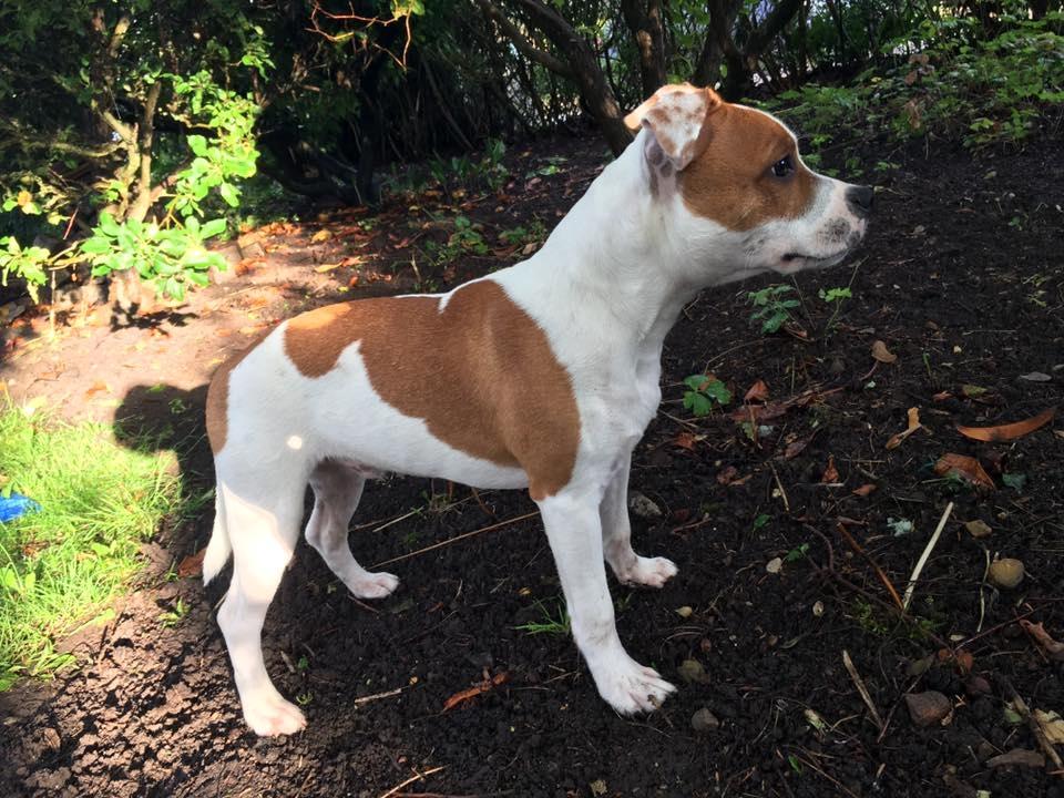 Staffordshire bull terrier Amigo - Flotfyr 6 måneder ;) billede 10