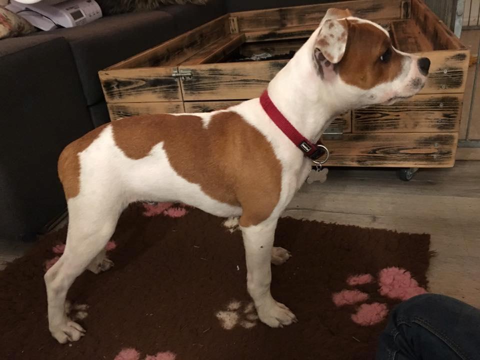 Staffordshire bull terrier Amigo billede 29