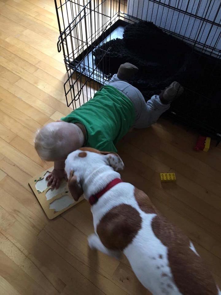 Staffordshire bull terrier Amigo - Altid god for et kys :) billede 9