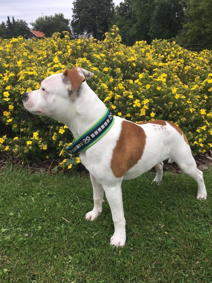 Staffordshire bull terrier Amigo billede 4