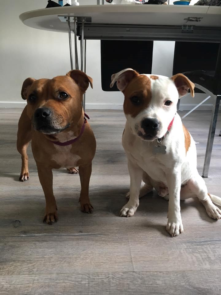 Staffordshire bull terrier Amigo - Hvor blev hvalpen af.. Nu er han større end Maggie! billede 3