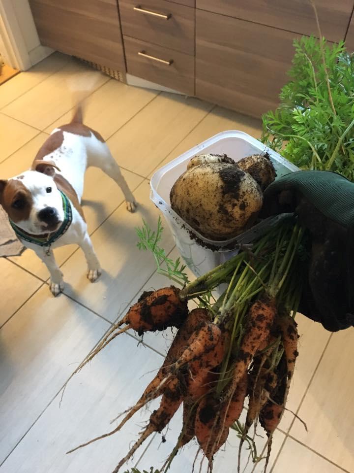 Staffordshire bull terrier Amigo - Min glade lille hjælper <3 billede 6