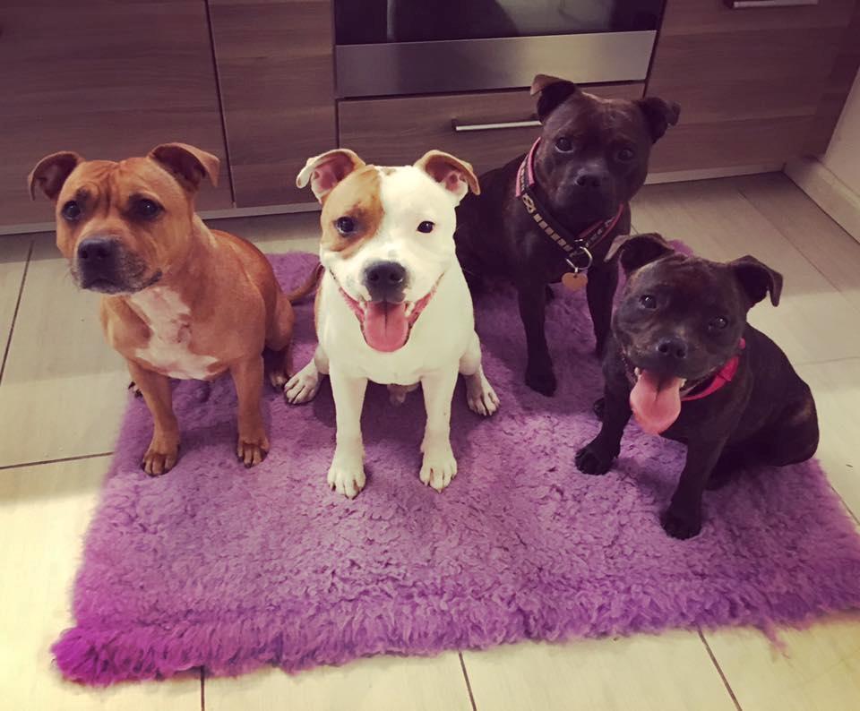 Staffordshire bull terrier Amigo - Hele familien samlet :) billede 2