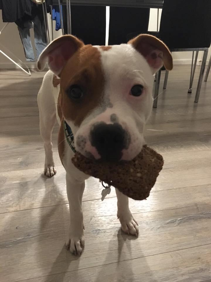 Staffordshire bull terrier Amigo - Min mor havde lagt det her gode mad i skraldespanden, så jeg hjalp med at tage det op igen billede 12