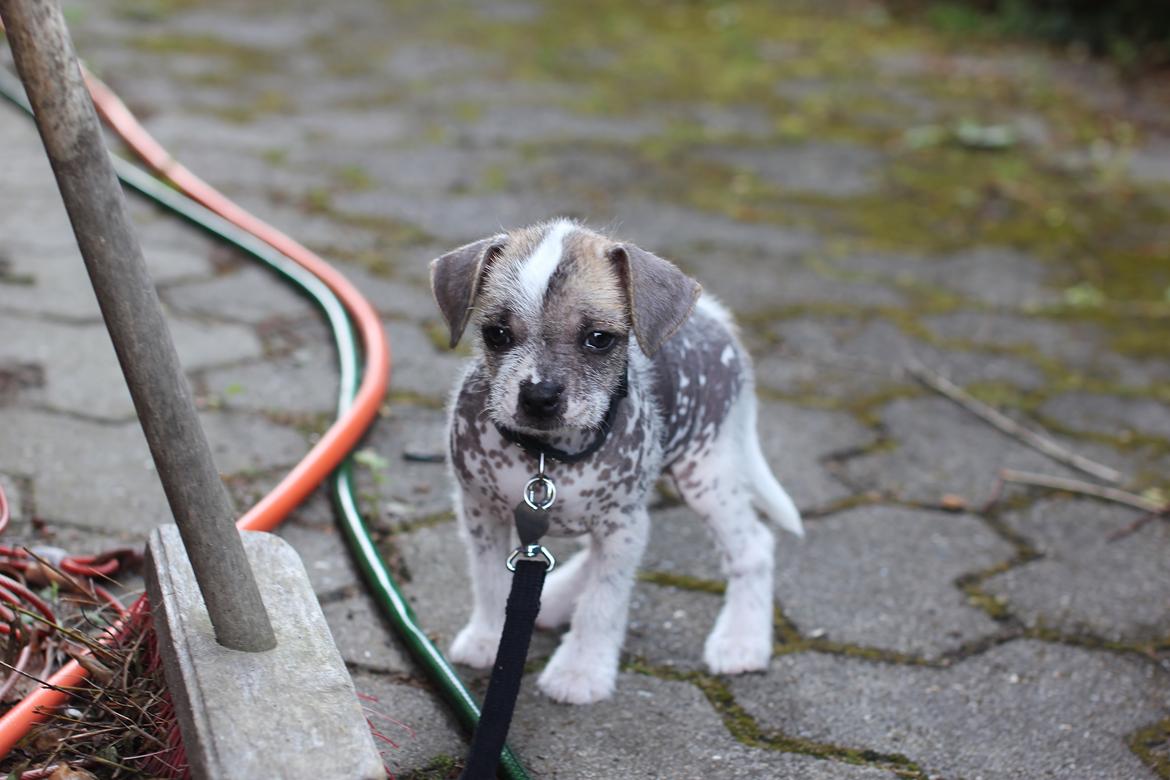 Blanding af racer Luna My billede 11