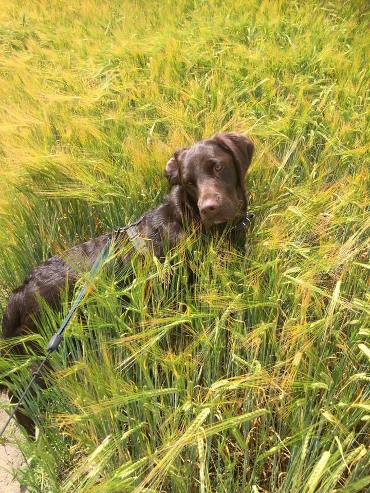 Blanding af racer Carlos billede 2