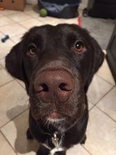 Blanding af racer Carlos billede 3