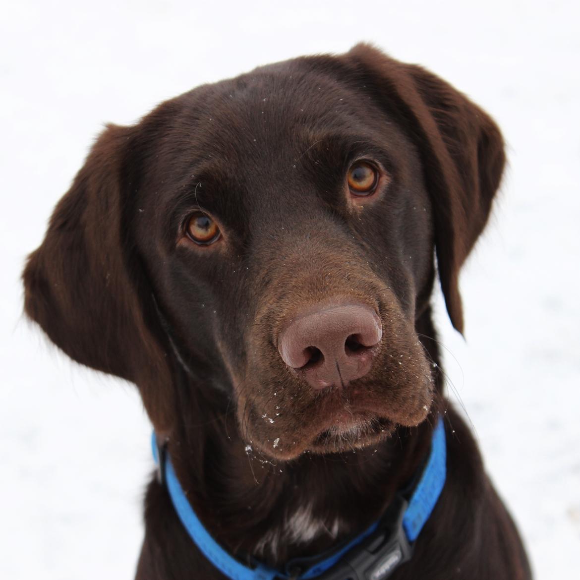 Blanding af racer Carlos billede 4