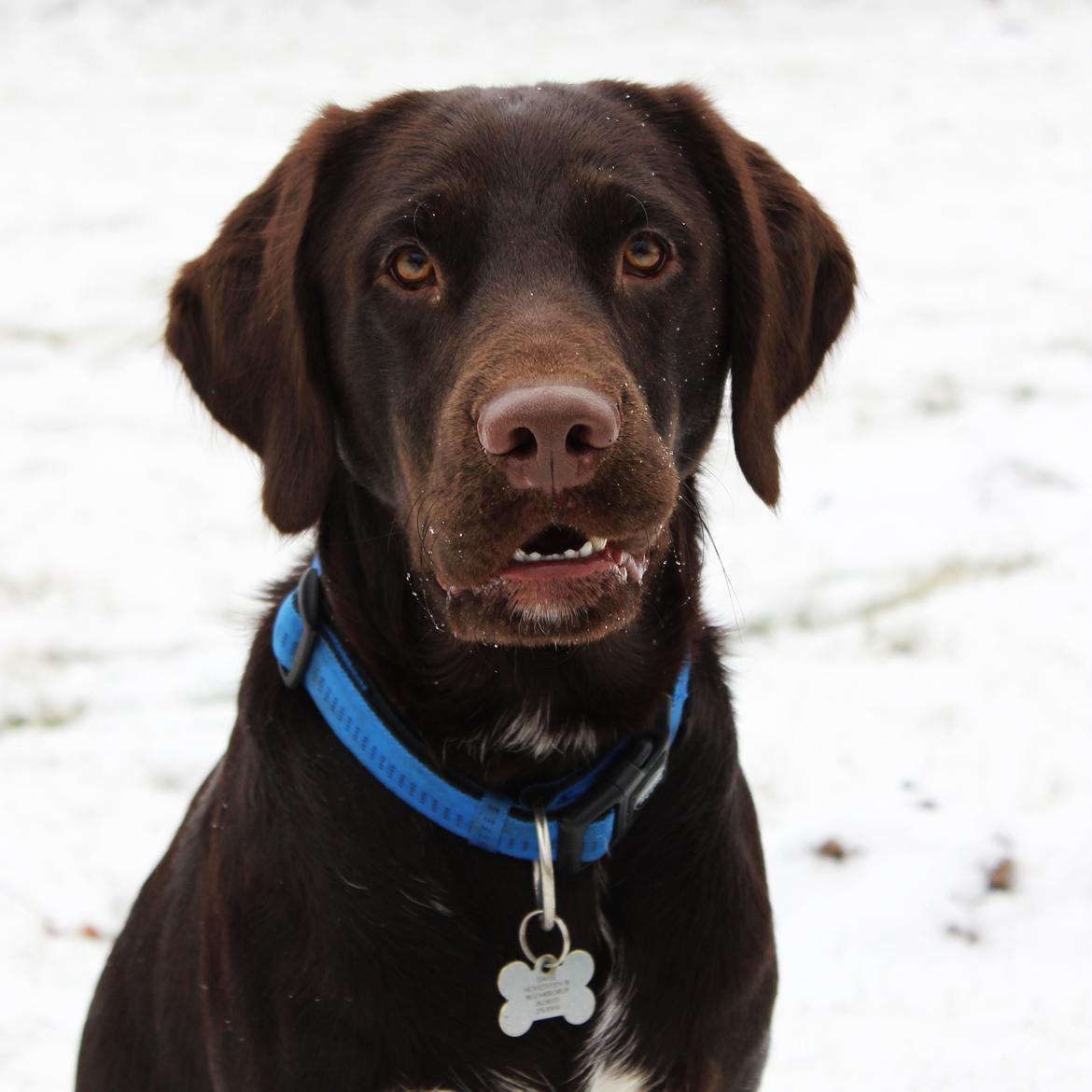 Blanding af racer Carlos billede 5