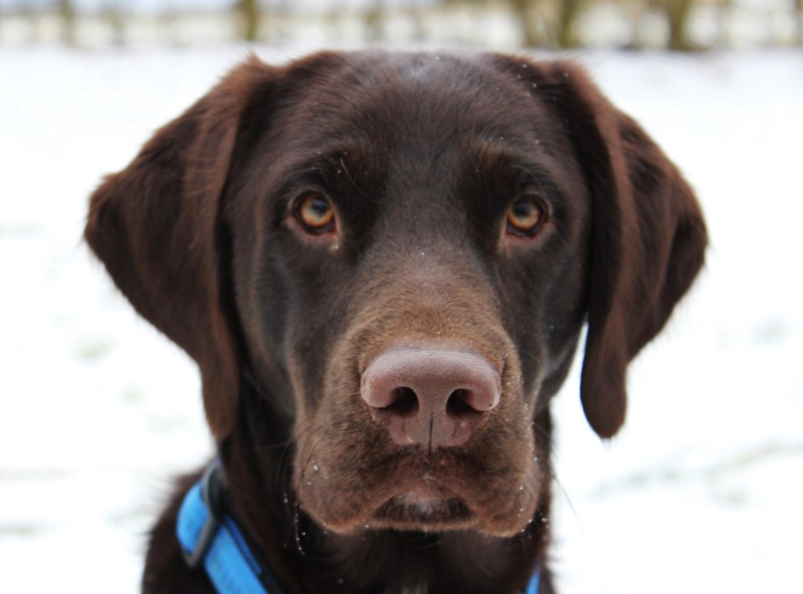 Blanding af racer Carlos billede 7